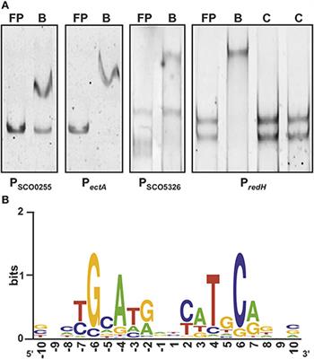 ArgR of Streptomyces coelicolor Is a Pleiotropic Transcriptional Regulator: Effect on the Transcriptome, Antibiotic Production, and Differentiation in Liquid Cultures